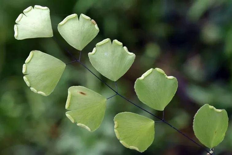 铁线蕨类植物如何繁殖,铁线蕨的养护方法及注意事项