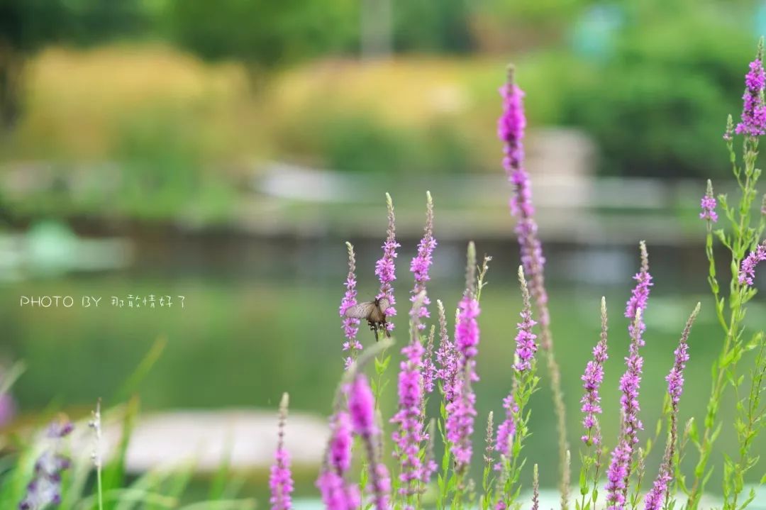 中国被遗忘的圣境，本应与蓝毗尼、耶路撒冷、雅典比肩齐声