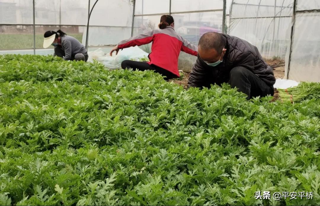 临渭区防疫不放松春耕工作,防控疫情不松劲春耕备耕不停歇