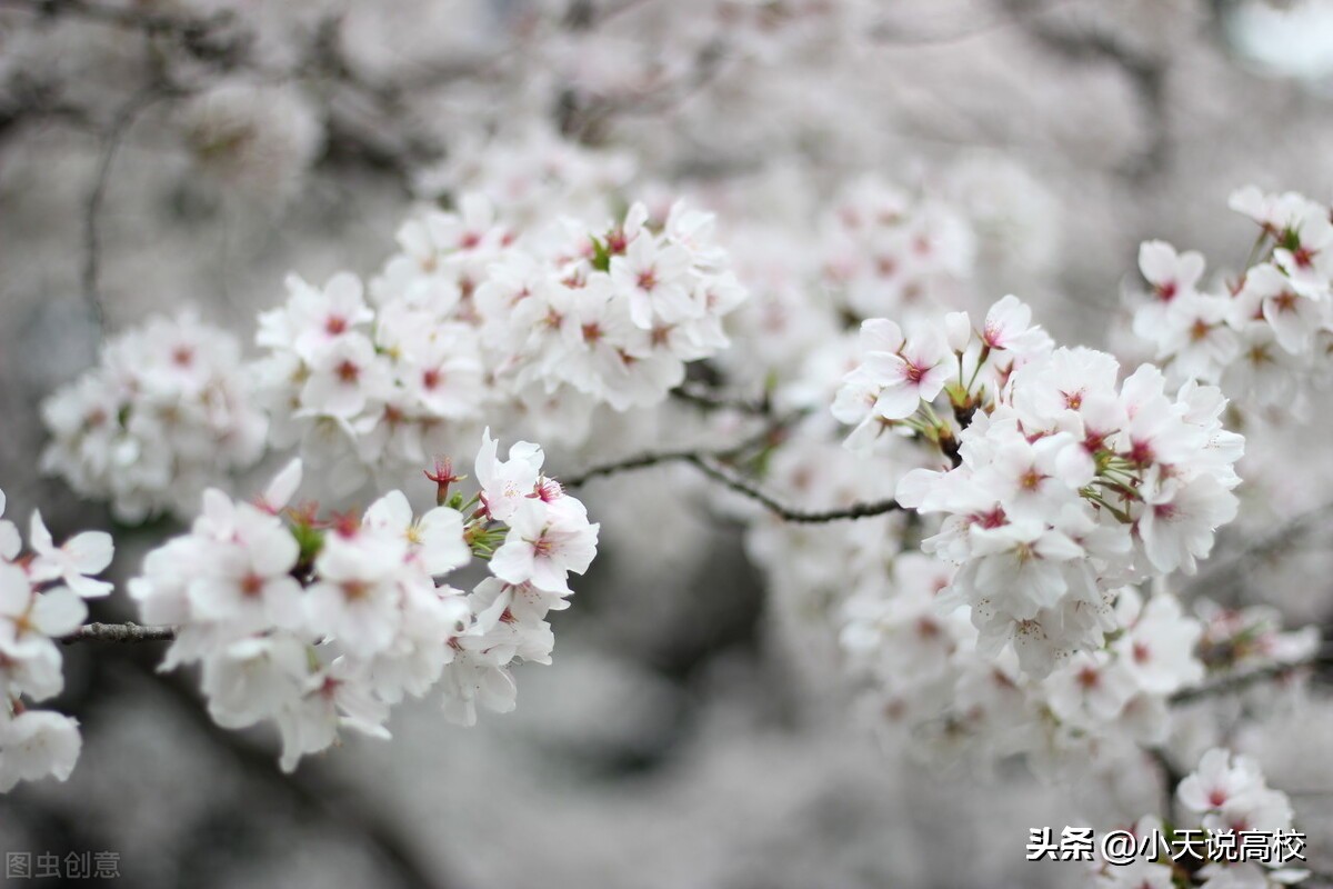 武大本科毕业生就业薪酬,武大2019年毕业生就业质量报告