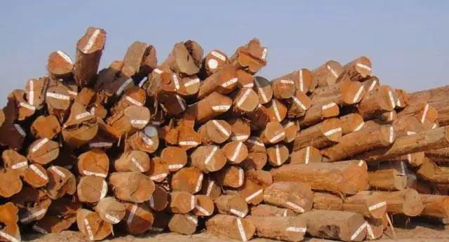 柚木缅甸哪个地方的柚木最好,缅甸最好的柚木产自哪里