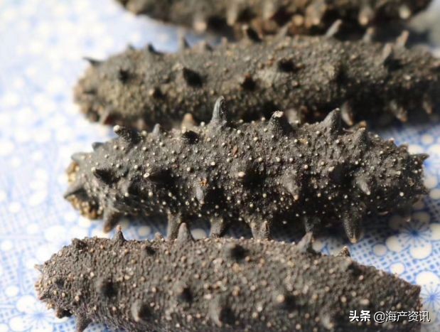 加拿大海参开袋即食,加拿大海参专卖店