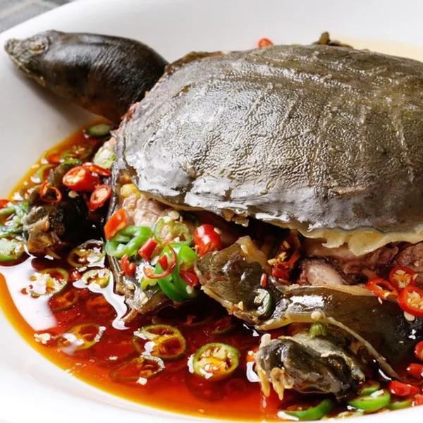 野生甲鱼同人工饲养有什么不同,人工喂甲鱼吃什么