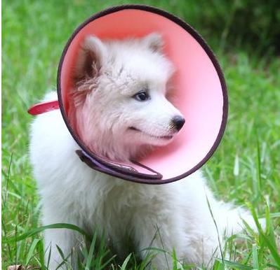 狗狗生病怎么治疗好得快,狗狗生病了怎么办去哪里治疗