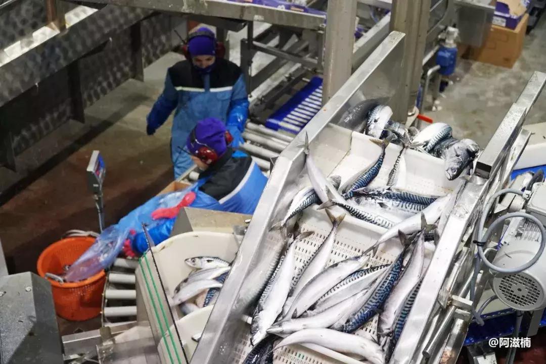 为了吃世界上最好吃的青花鱼，我飞去了挪威，光是捕捞船价值4亿