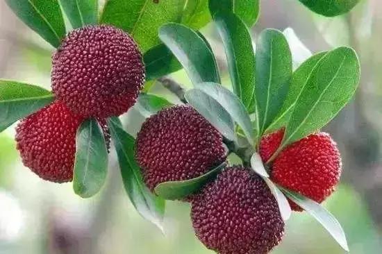 苏州太湖余山岛世外桃源民宿,苏州太湖网红民宿推荐