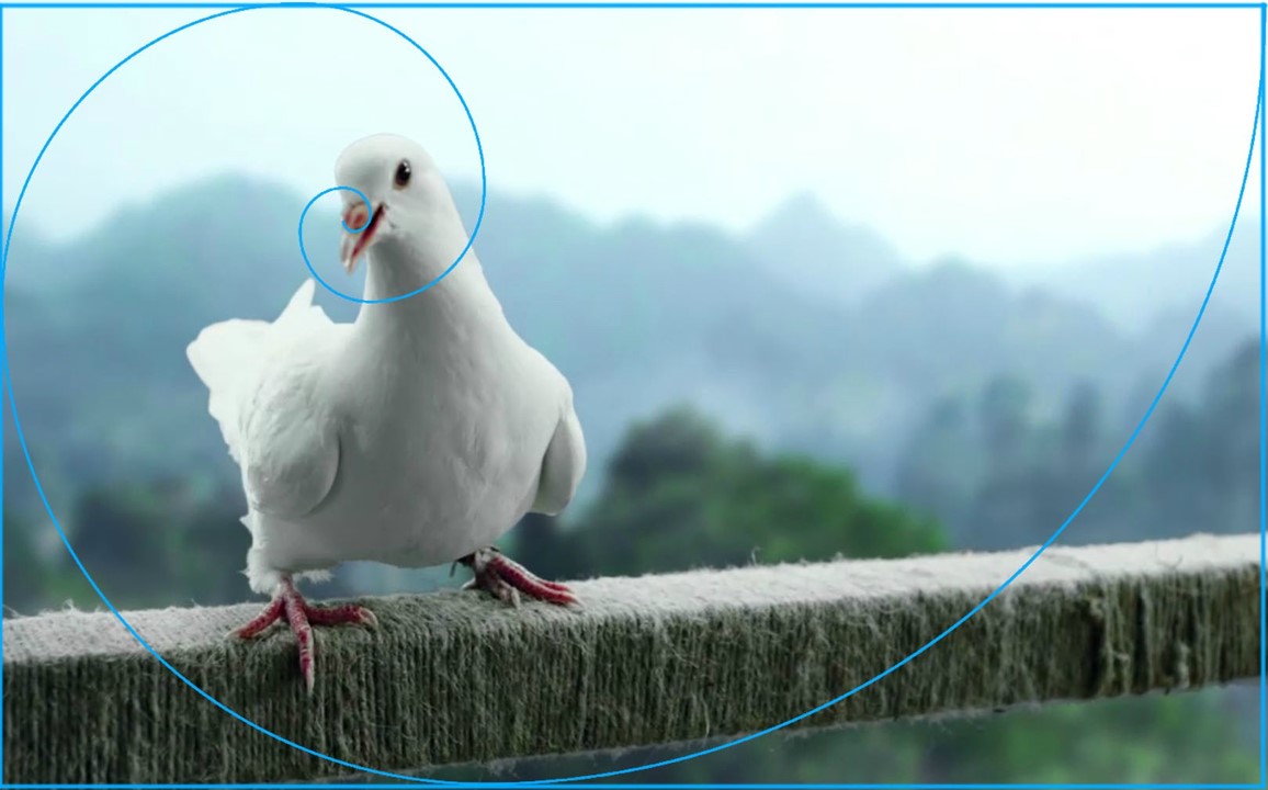 飞蛾扑火原因简短,飞蛾为什么扑火用科学现象解释