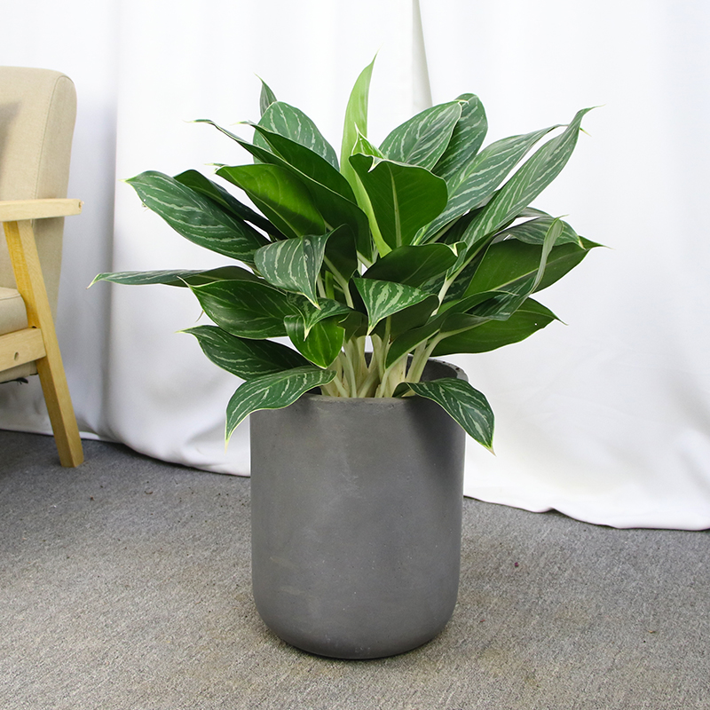 适合阳光暴晒的观叶绿植,适合室内养的高端观叶绿植