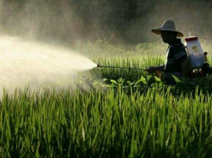 蝙蝠是不是濒临灭绝动物,蝙蝠到底是什么样的动物