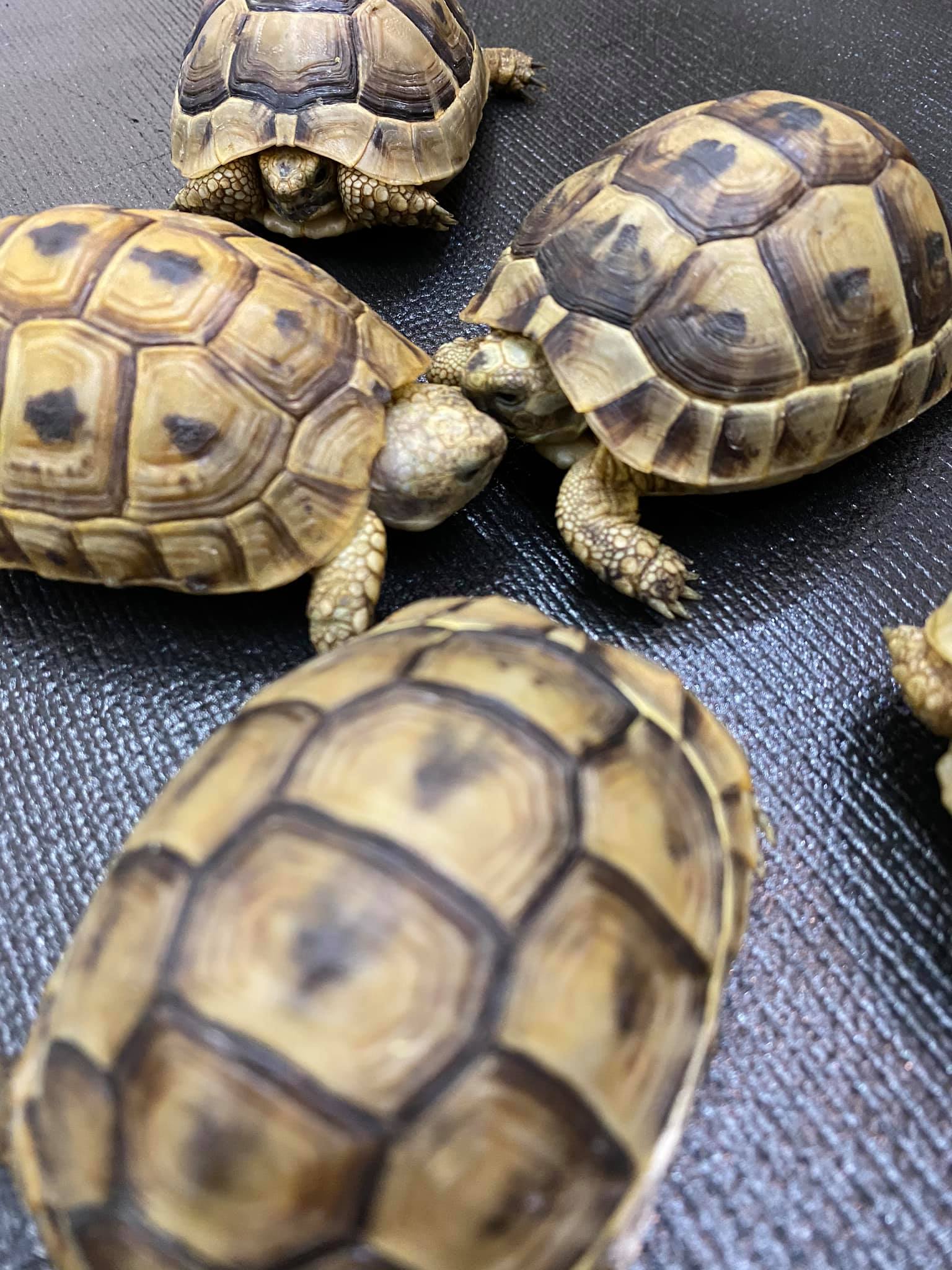 欧洲陆龟排酸吗,欧洲陆龟的图片