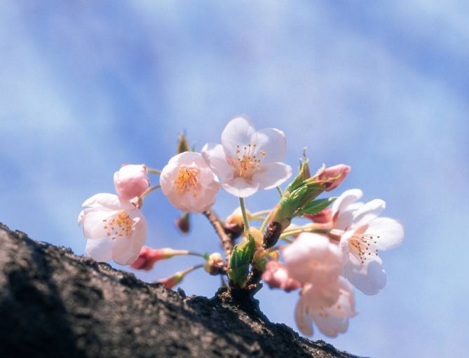 【诗词鉴赏】春风十里桃花灼灼我在诗词的世界里等你！