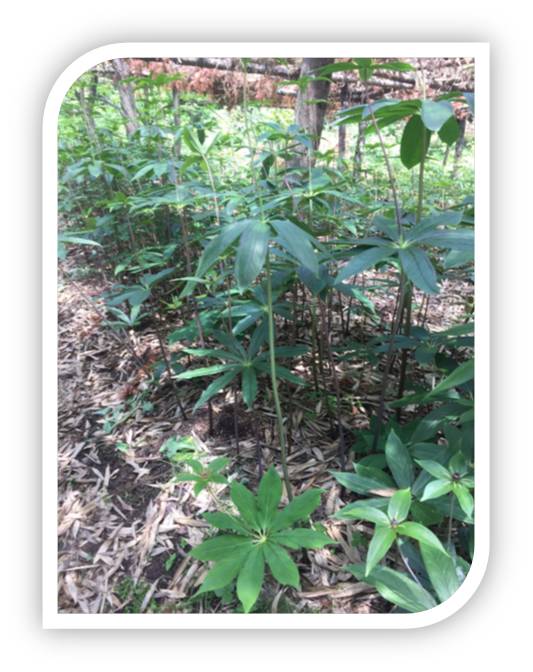 重楼七叶一枝花种植视频,七叶一枝花重楼的作用价值