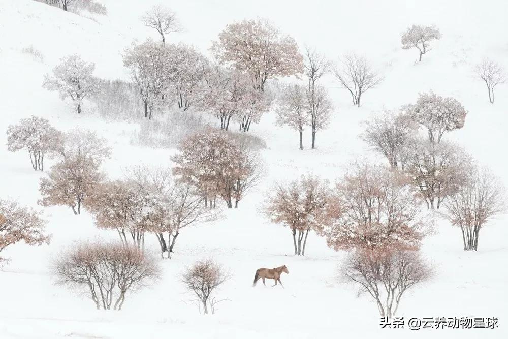 必备的马术知识,马术能不能速成