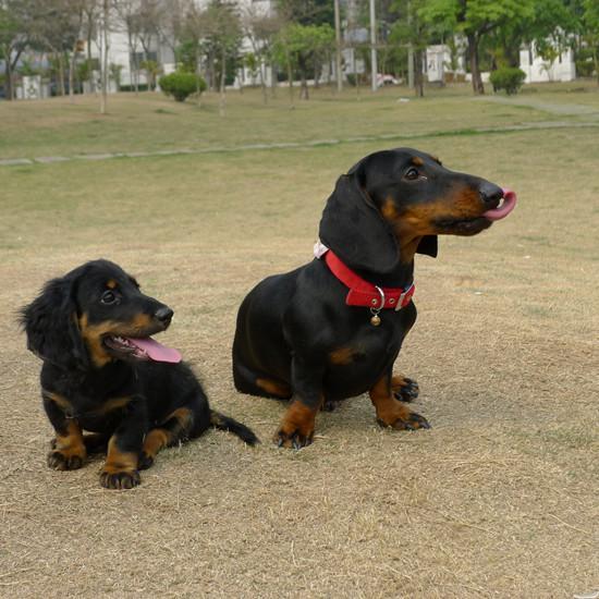腊肠犬的优点和缺点及智商,宠物胸背腊肠犬