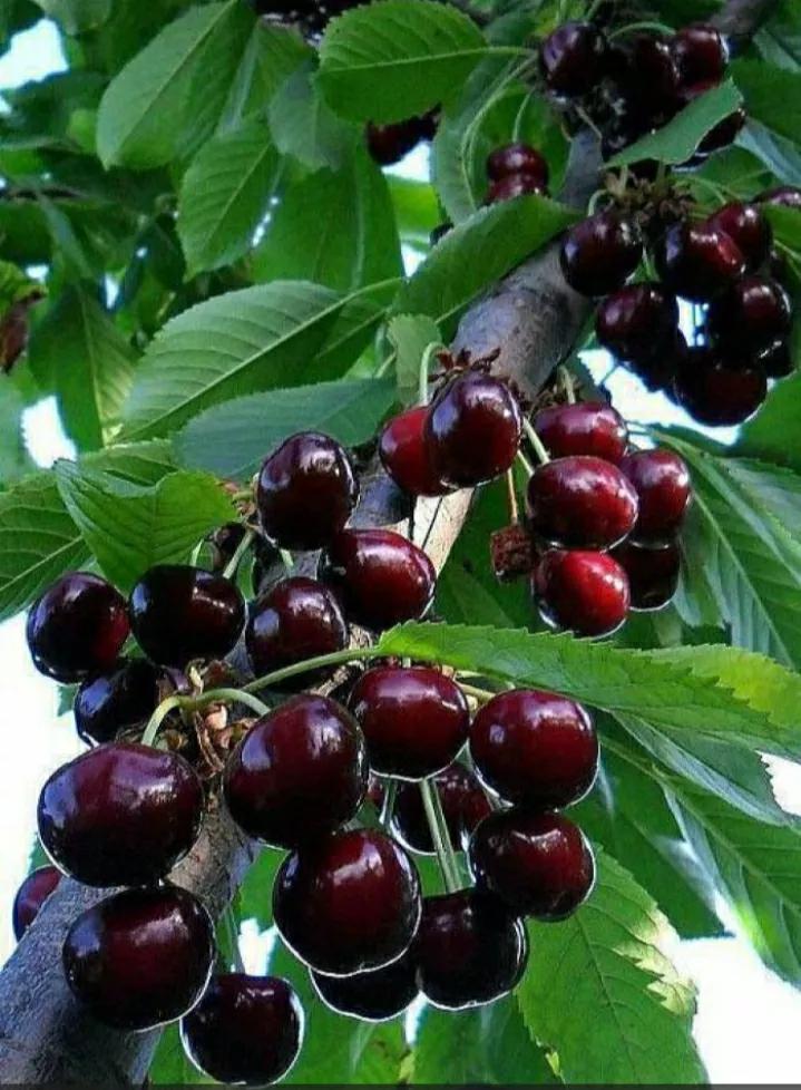 国产大樱桃为什么不叫车厘子,外国的车厘子是不是中国的大樱桃