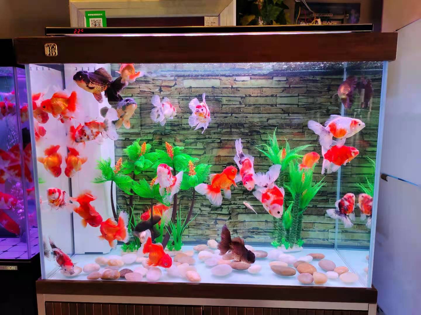 金鱼有毛病怎么办,金鱼为什么有养单的说法