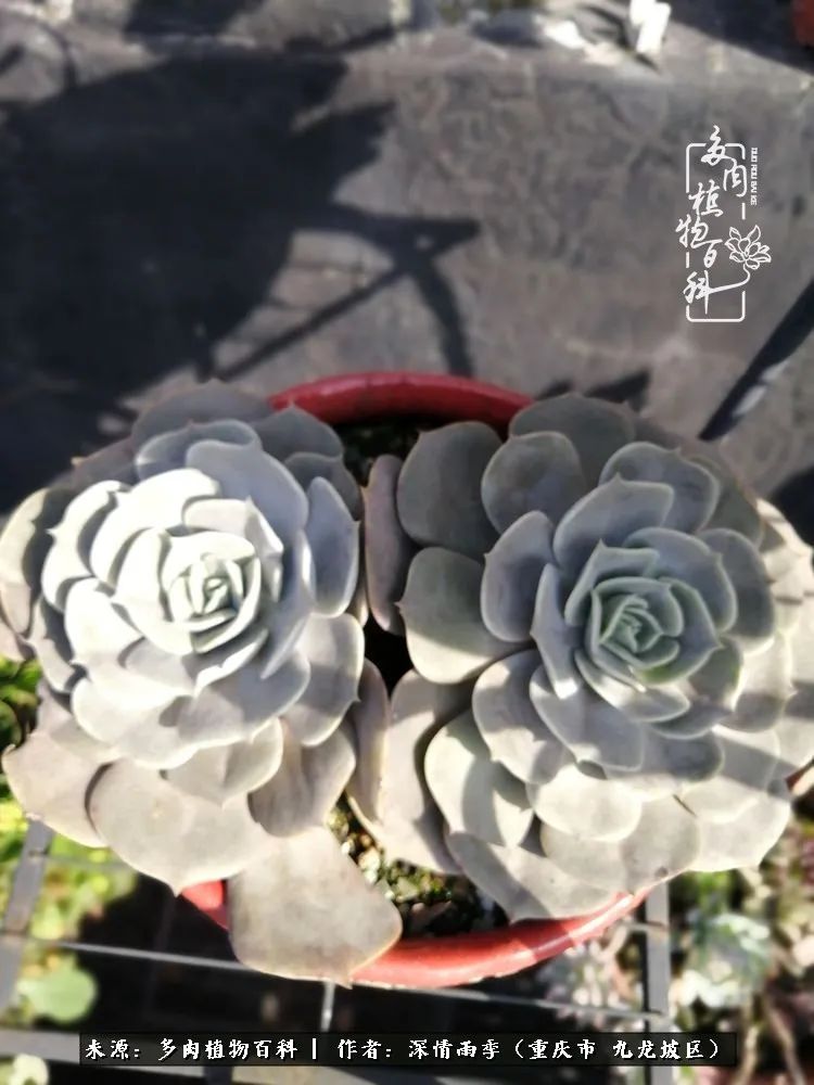 在重庆养多肉养的是一种信仰,重庆养多肉适合用什么土