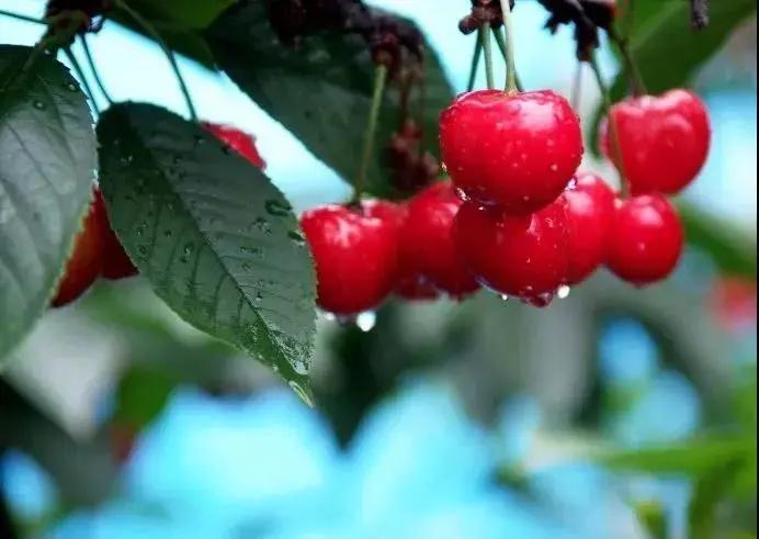 西安西郊摘樱桃最佳地方,长安区附近樱桃采摘的地方