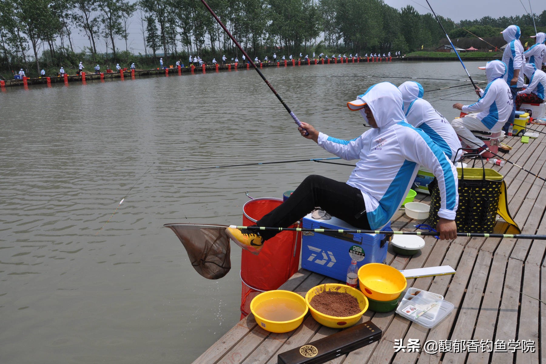 鲤鱼最喜欢吃什么小鱼,鲤鱼最喜欢吃什么植物