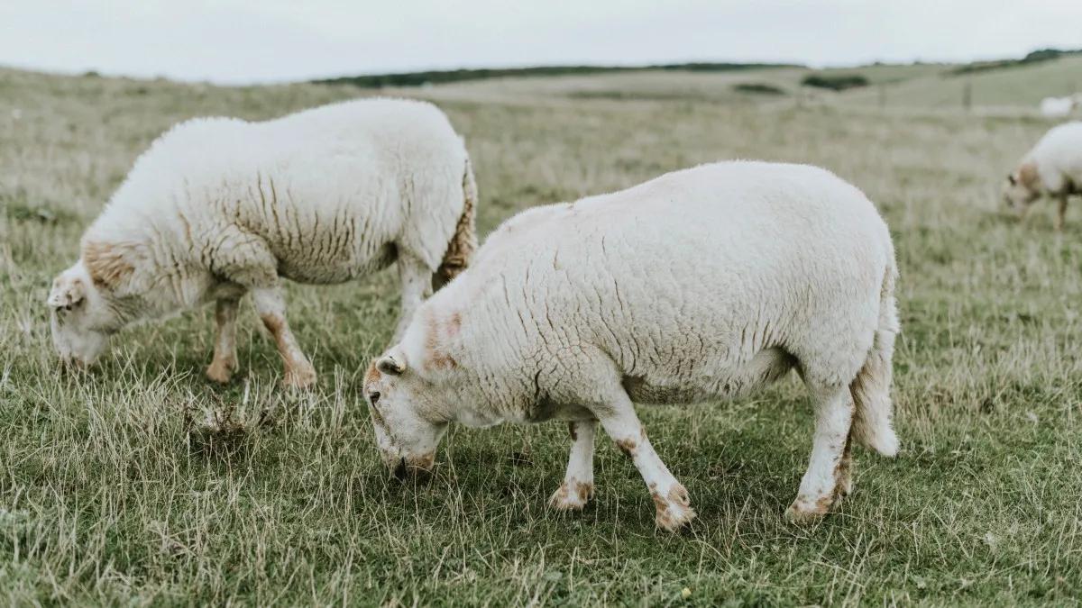 羔羊白肌病还能站起来吗,羔羊白肌病怎么治