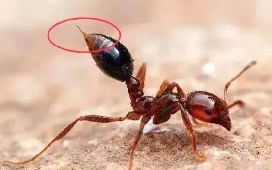 各种虫咬伤疼痛怎么处理,虫咬伤真的会致命吗