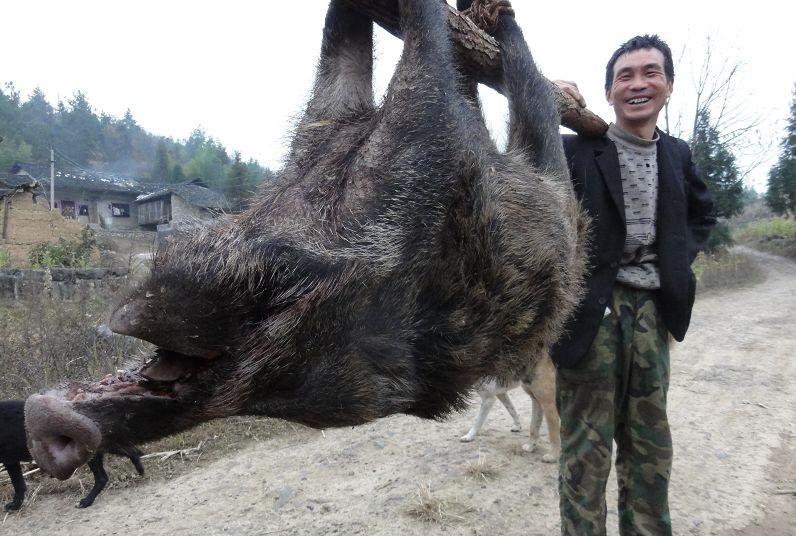 10元1斤！安徽六安野猪泛滥，当地批准捕杀野猪，条件是什么呢？