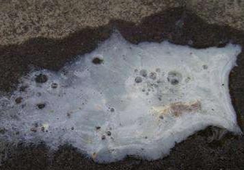 鸡瘟的原因,发生鸡瘟死鸡怎么处理