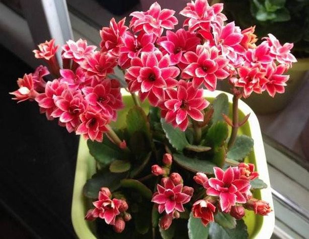 十月养什么盆栽最好,十月养这6种花建议穷养