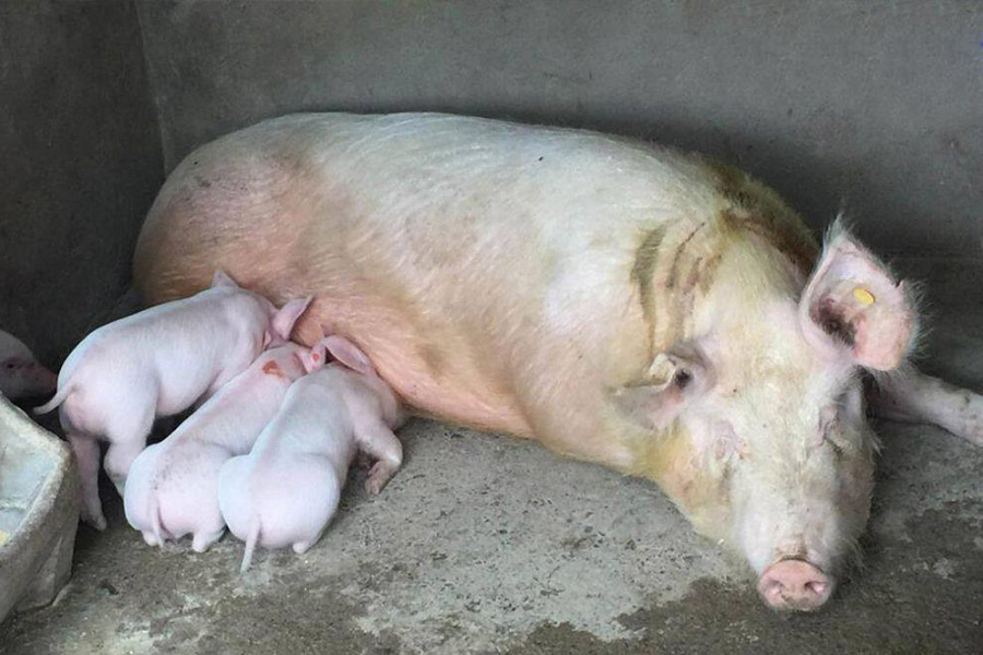 母猪不吃带药的饲料怎么解决,孕期母猪不吃饲料怎么办