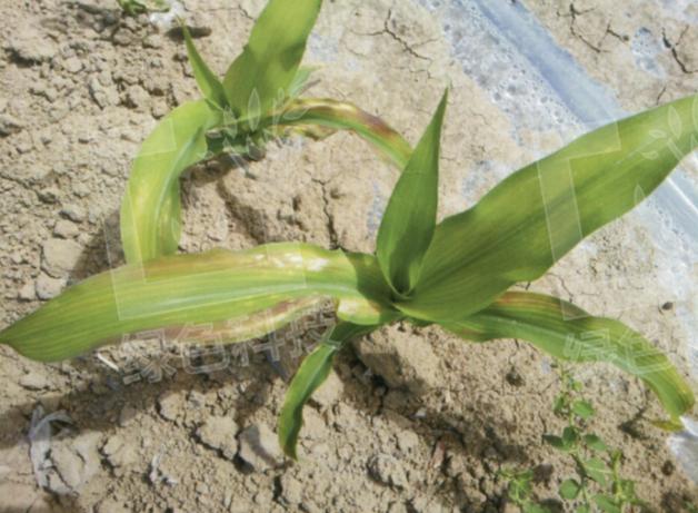 玉米缺磷影响,玉米缺磷的主要症状及原因