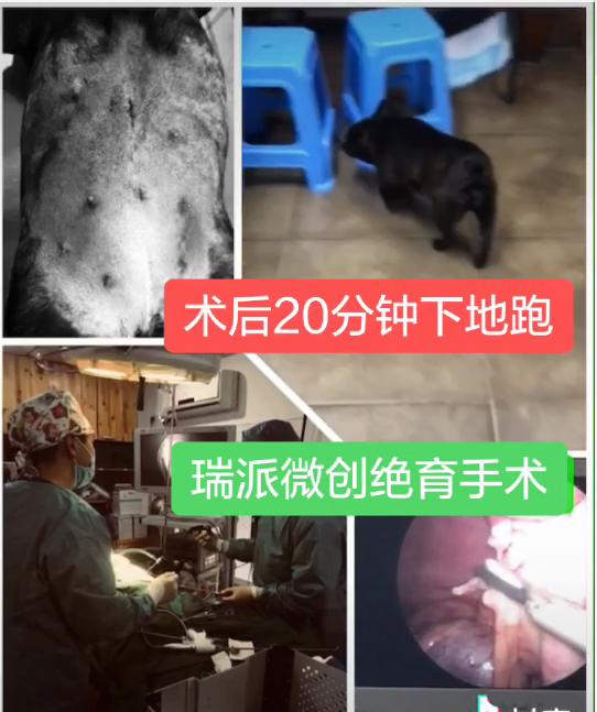 瑞派宠物医院猫咪绝育,瑞派宠物医院绝育套餐