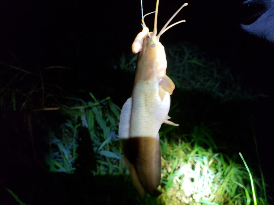 夜钓小河七星漂,夜钓小河沟用路亚