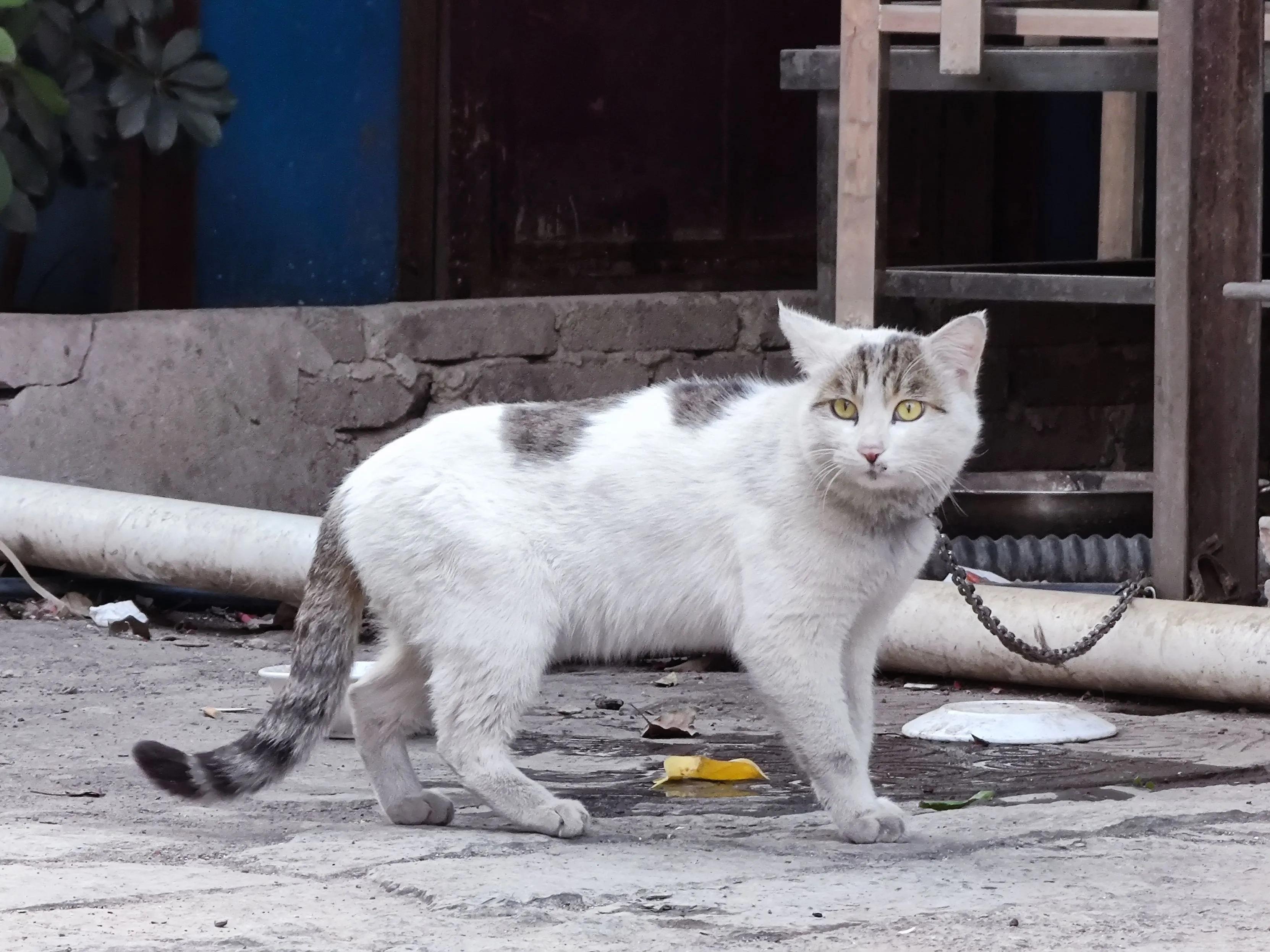 小米10至尊纪念版和荣耀magic3pro,小米10至尊纪念版对比小米11ultra