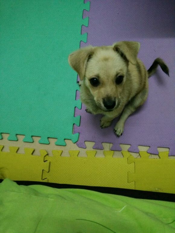 两个月大的土狗咬人,一个月的小土狗开始咬人了