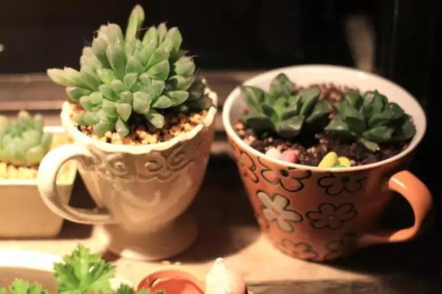 家里花瓶插花放点什么,创意养花花瓶