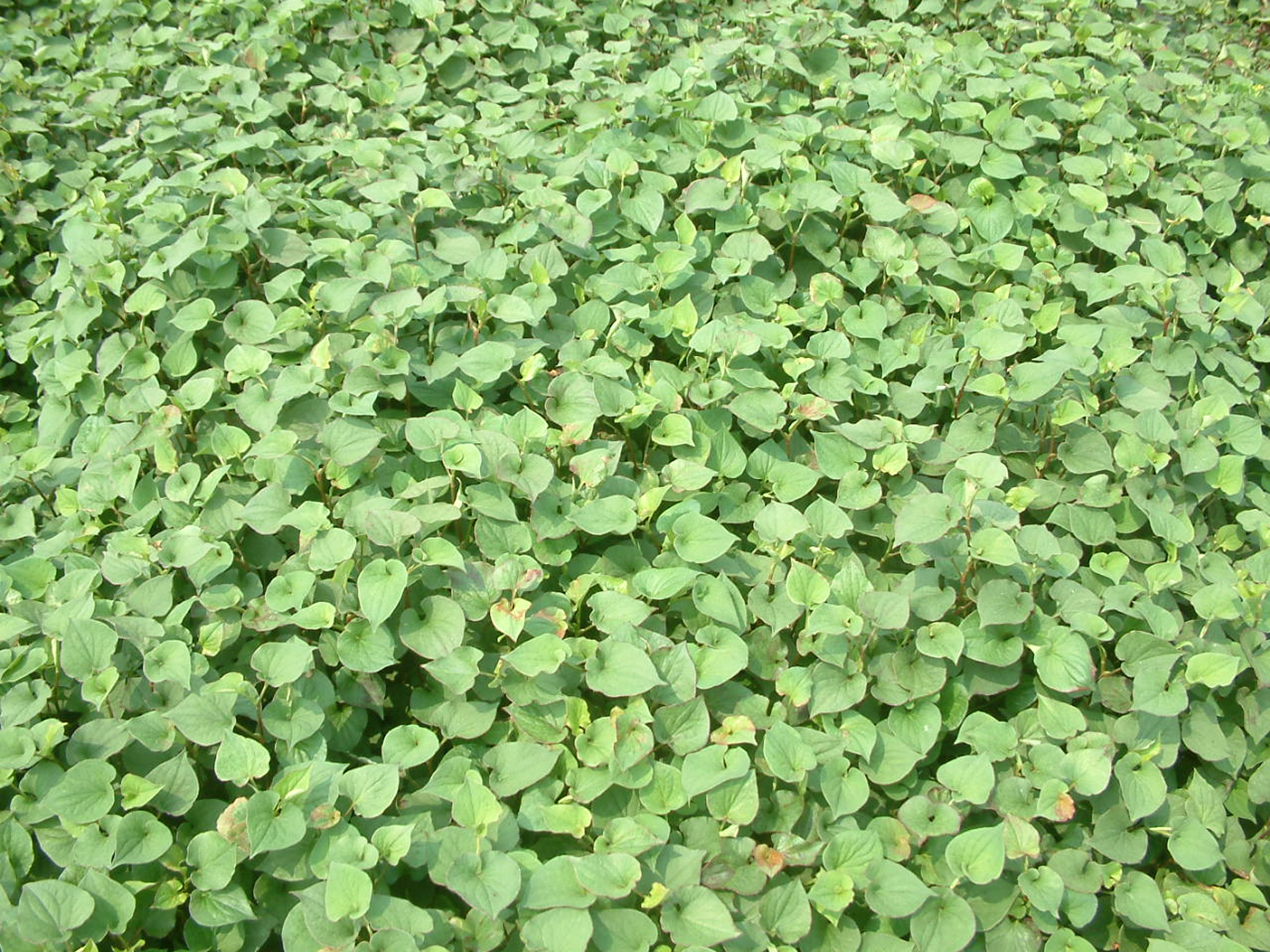 鱼腥草无公害丰产栽培技术,鱼腥草栽培