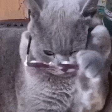 当“村霸鹅”前往英国，会不会有另一副景象？鹅：现在请叫我国霸