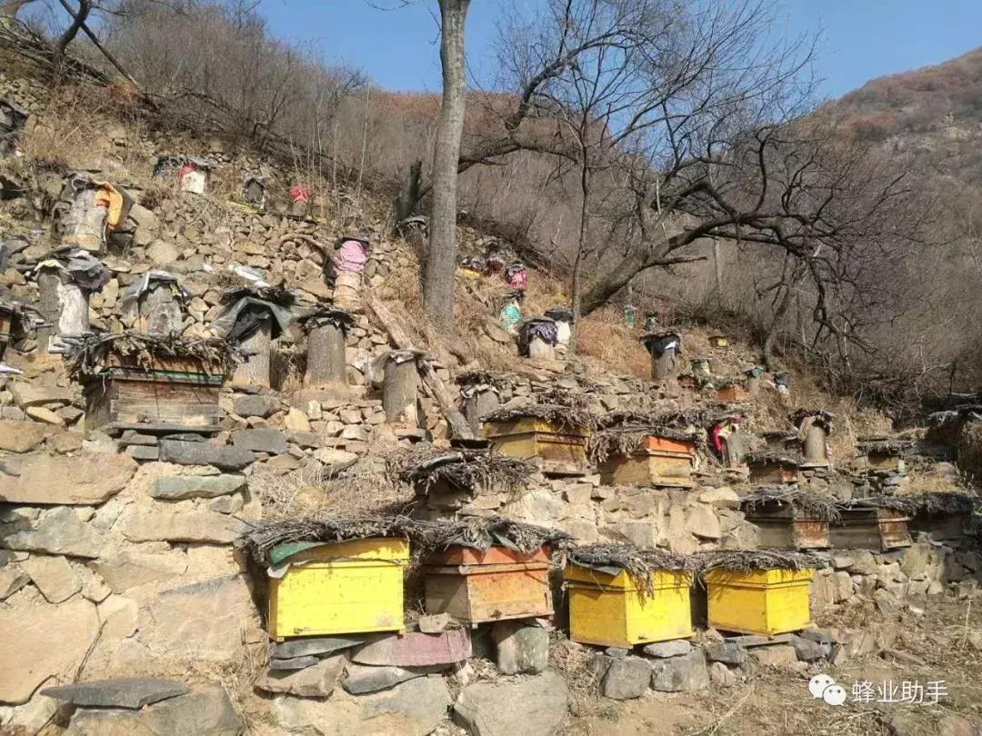 蜜蜂养殖技术大全口诀,早知道早收益的小知识