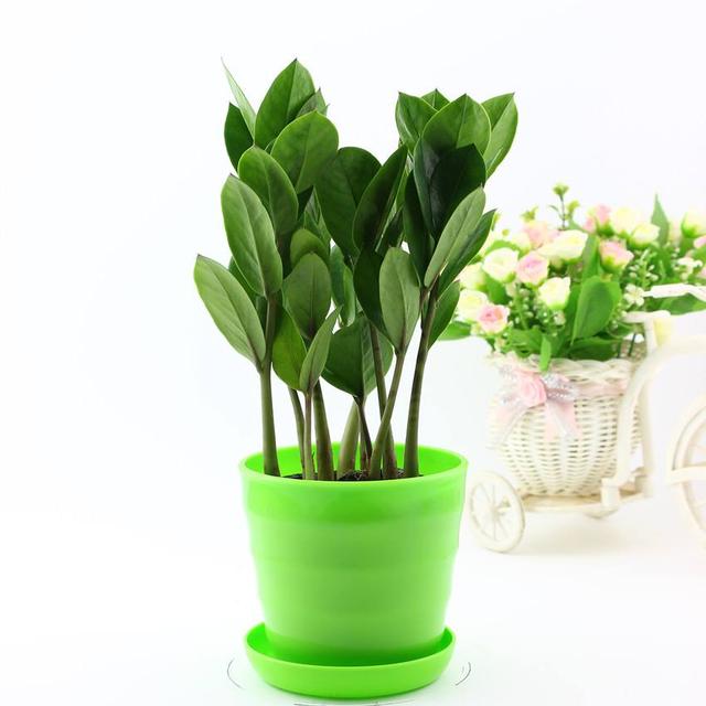 金钱树叶子发黑怎么回事,金钱树叶子发黑怎么治