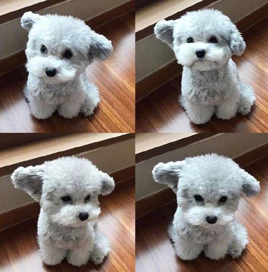 建议新手养的10种便宜狗狗不掉毛,十大适合家养的不掉毛狗狗有哪些