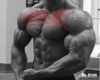 几个动作让你不再烦恼胸肌下沿不够大