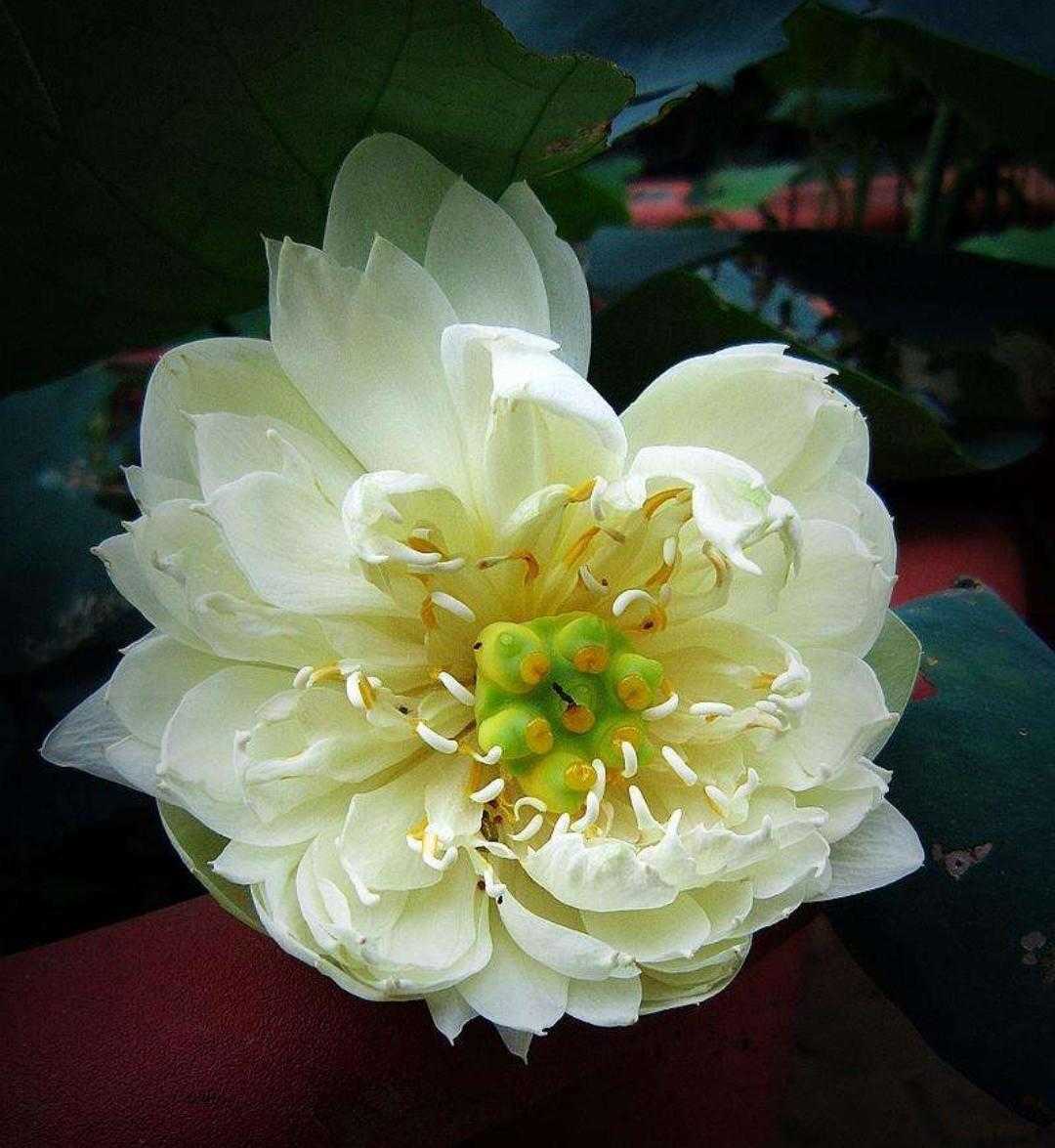 碗莲水培植物,碗莲植物