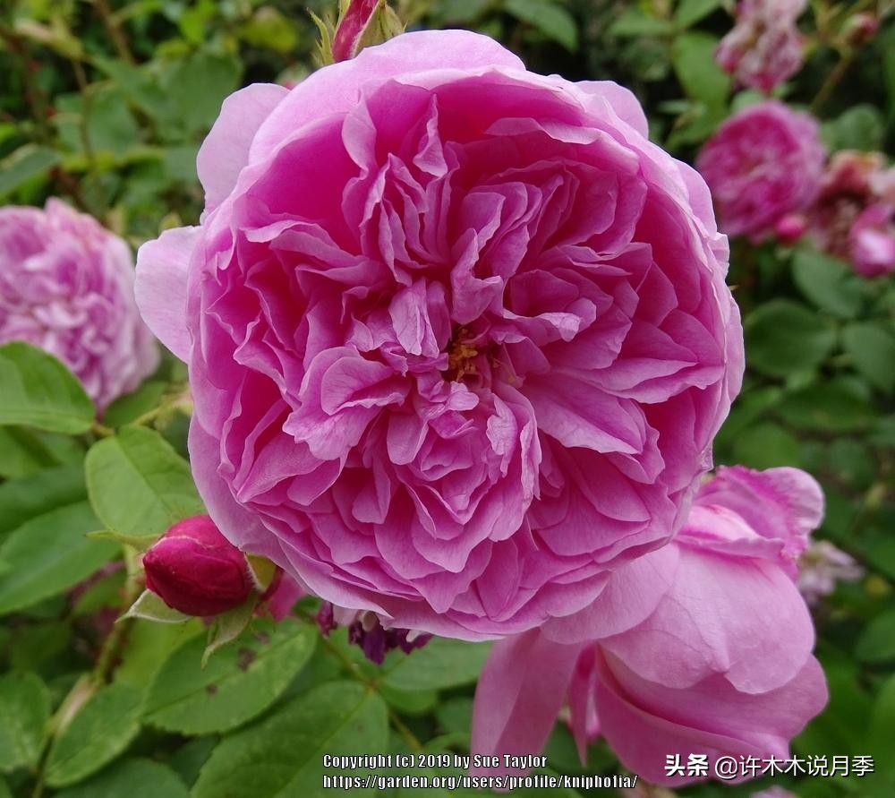 20款大花浓香的月季,好看好养四季开花的月季