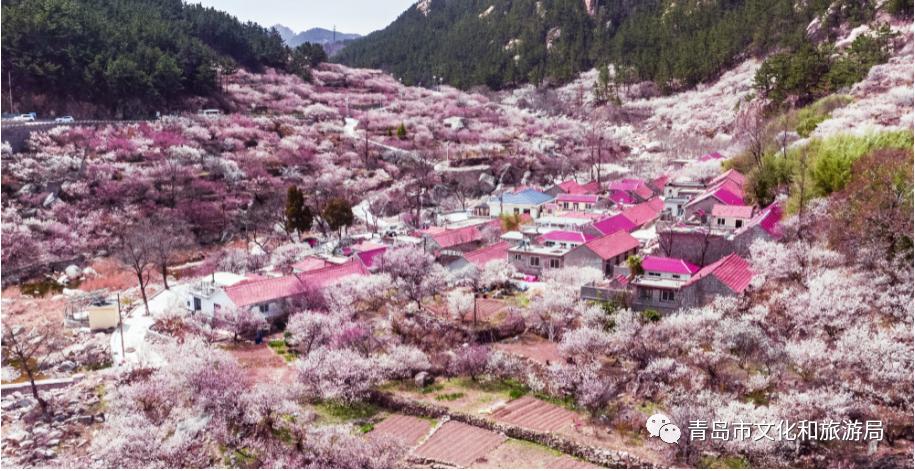 识花赏花学知识,赏花识花学知识