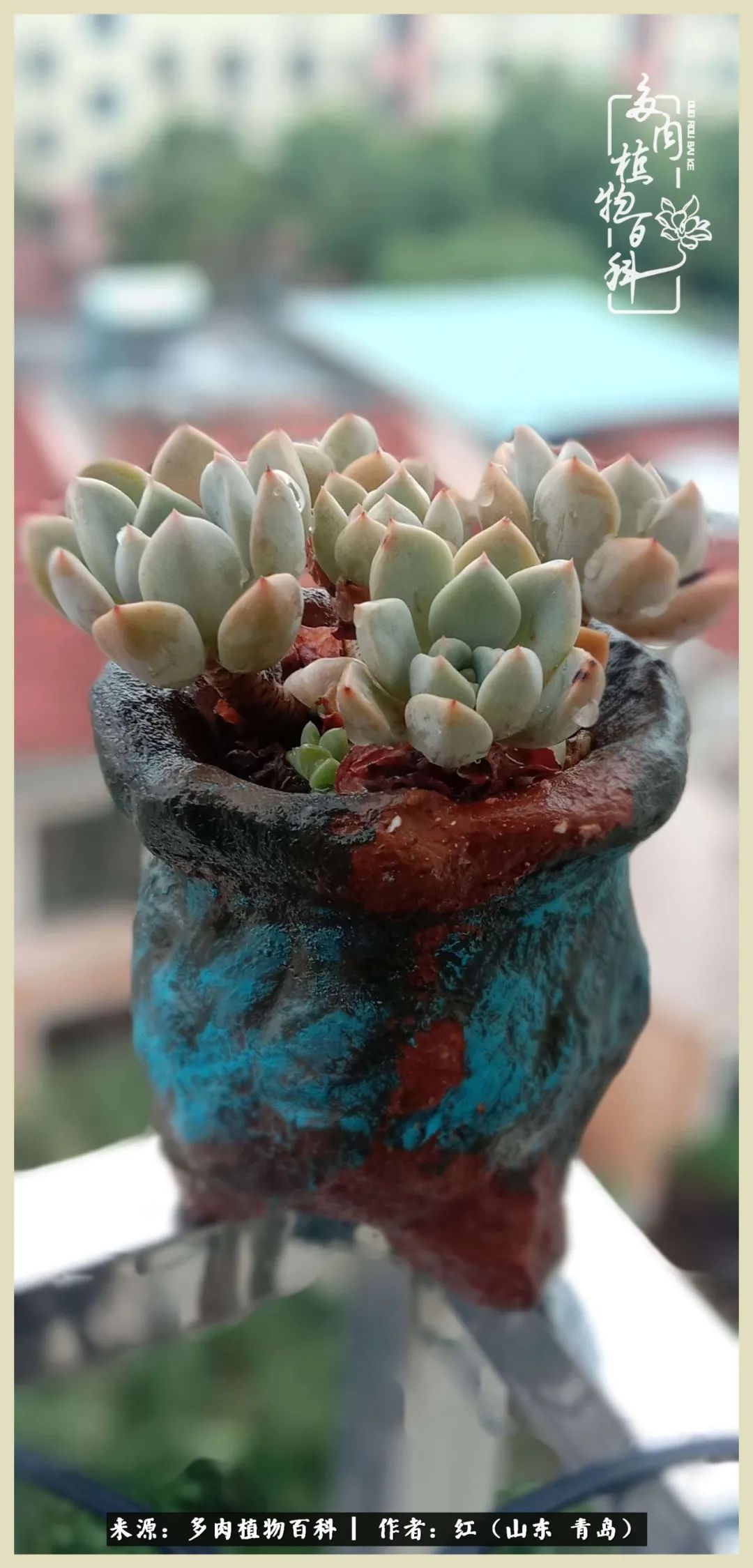 度夏多肉秋天发根,度夏坚强活下来的肉肉们