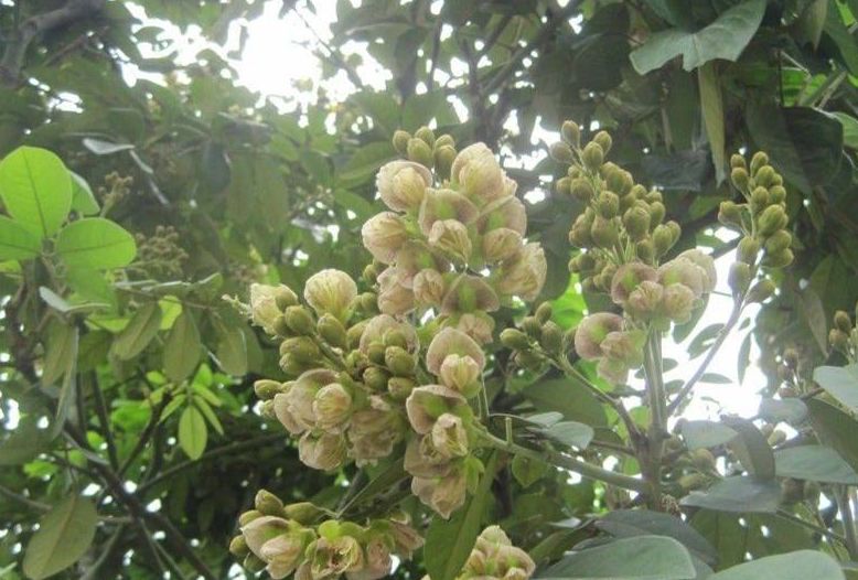 沉香课堂丨午阳带大家认识沉香树