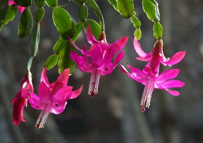 仙人指盆栽怎么养护,仙人指花苞期浇水施肥