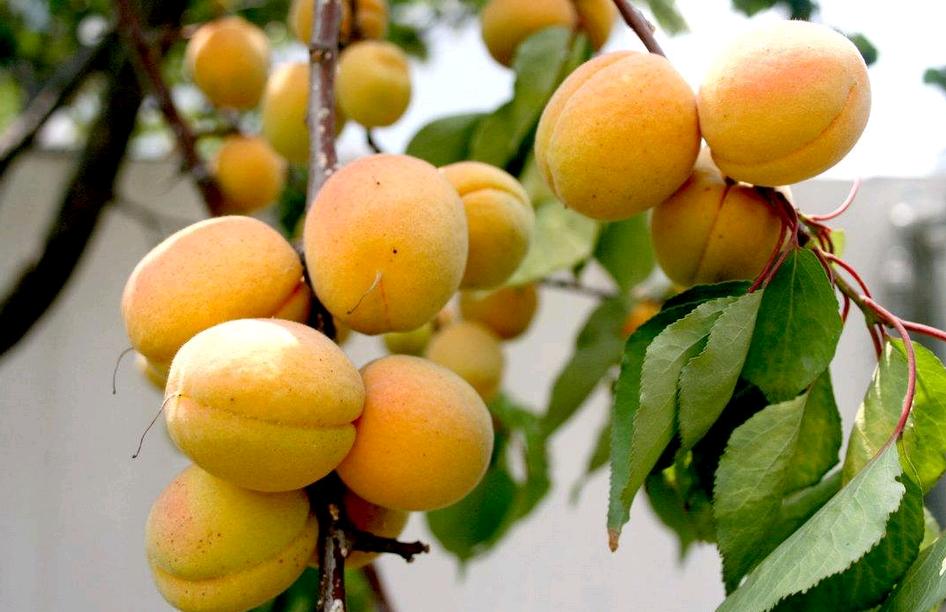 杏子的营养价值以及产地分布介绍