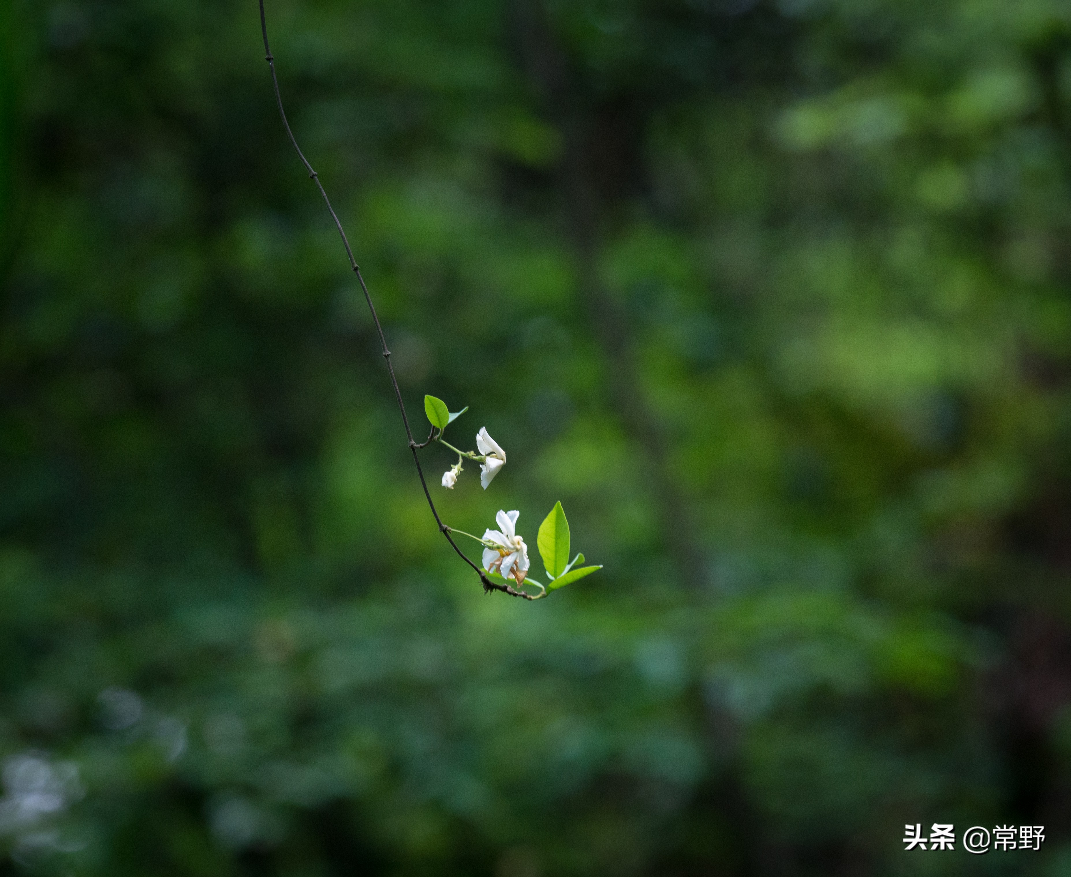 长沙谷山为什么叫谷山,长沙郊野公园