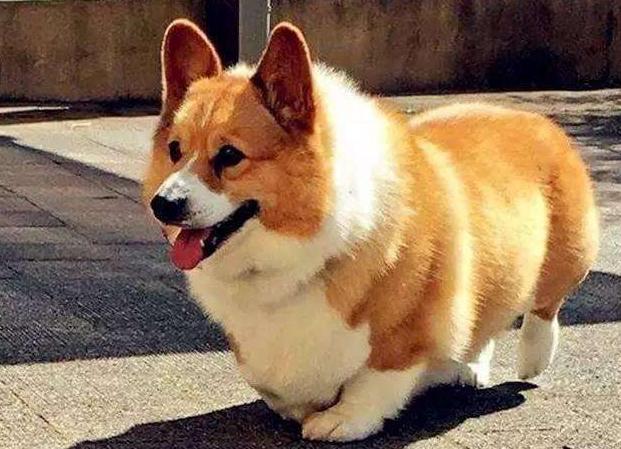 比格犬和柯基犬优缺点,威尔士柯基犬优缺点